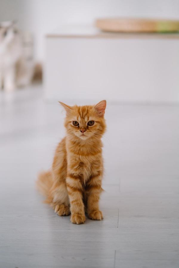 Meow Cafe & Hotel パトン エクステリア 写真