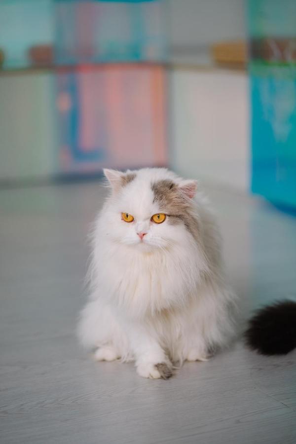 Meow Cafe & Hotel パトン エクステリア 写真