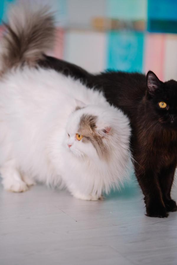Meow Cafe & Hotel パトン エクステリア 写真