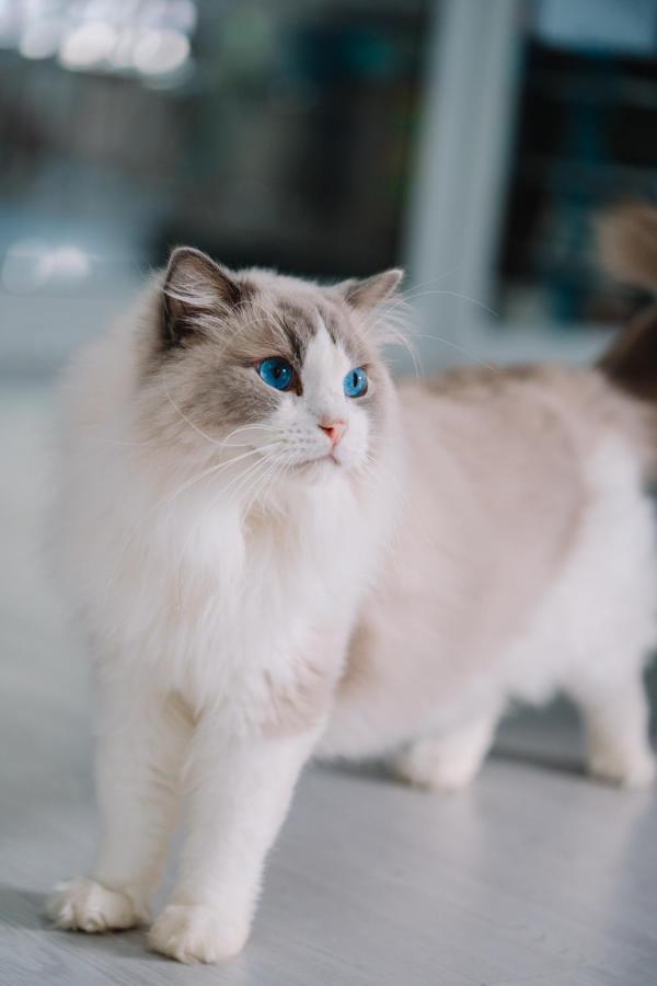 Meow Cafe & Hotel パトン エクステリア 写真