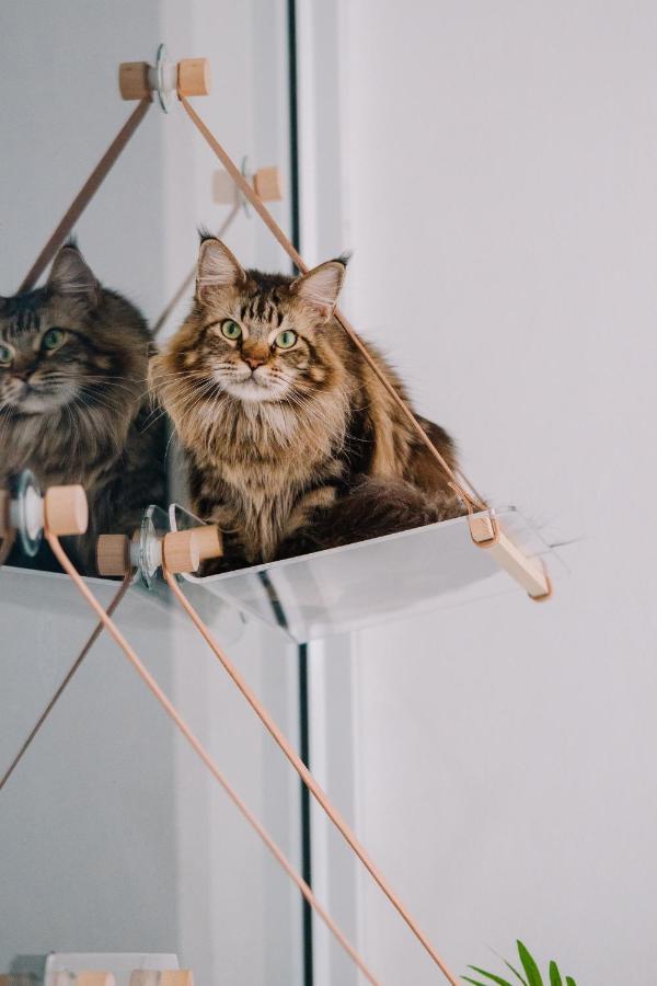 Meow Cafe & Hotel パトン エクステリア 写真